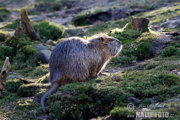 Nutria, Sumpfbiber (Myocastor coypus)