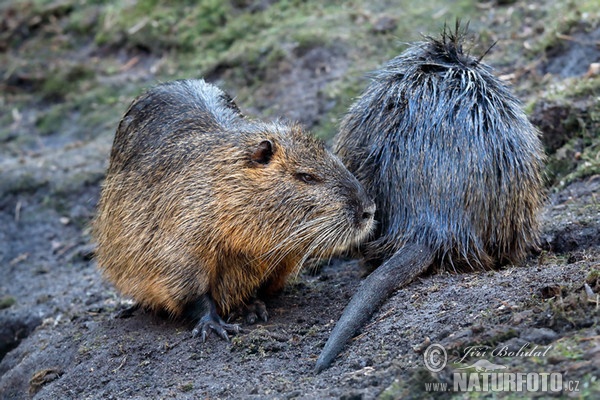 Nutria, Sumpfbiber (Myocastor coypus)