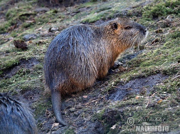 Nutria, Sumpfbiber (Myocastor coypus)