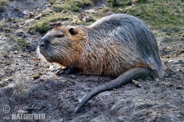 Nutria, Sumpfbiber (Myocastor coypus)