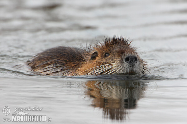 Nutria, Sumpfbiber (Myocastor coypus)