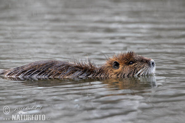 Nutria, Sumpfbiber (Myocastor coypus)