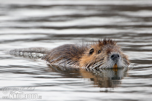 Nutria, Sumpfbiber (Myocastor coypus)