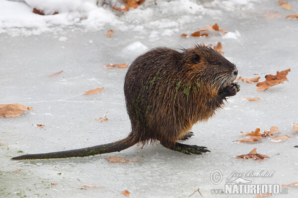 Nutria, Sumpfbiber (Myocastor coypus)