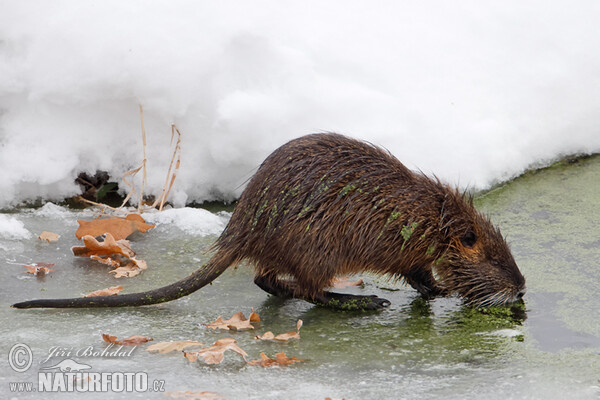 Nutria, Sumpfbiber (Myocastor coypus)