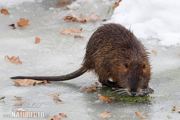 Nutria, Sumpfbiber (Myocastor coypus)