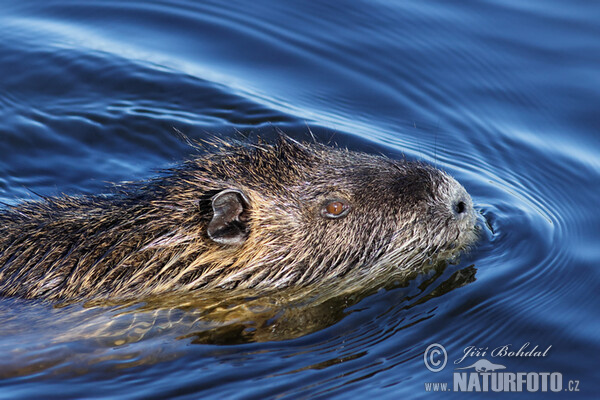 Nutria, Sumpfbiber (Myocastor coypus)