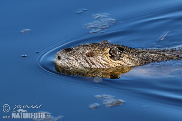 Nutria, Sumpfbiber (Myocastor coypus)