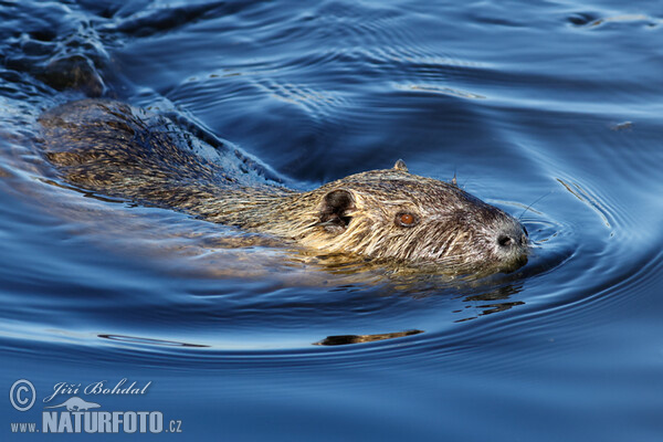 Nutria, Sumpfbiber (Myocastor coypus)
