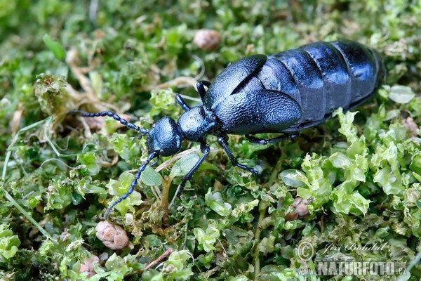 Ölkäfer (Meloe violaceus)