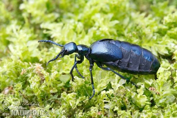 Ölkäfer (Meloe violaceus)