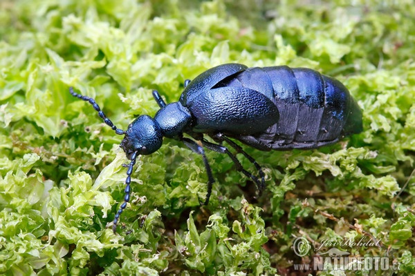 Ölkäfer (Meloe violaceus)