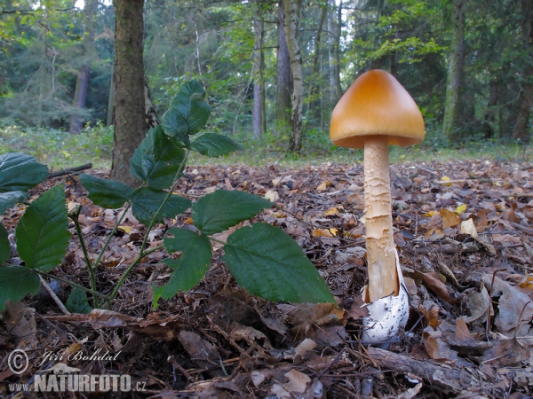 Orangegelber Scheidenstreifling (Amanita crocea)