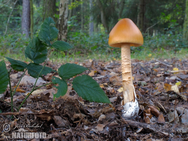 Orangegelber Scheidenstreifling (Amanita crocea)