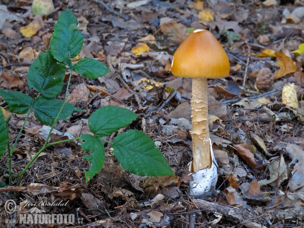 Orangegelber Scheidenstreifling (Amanita crocea)