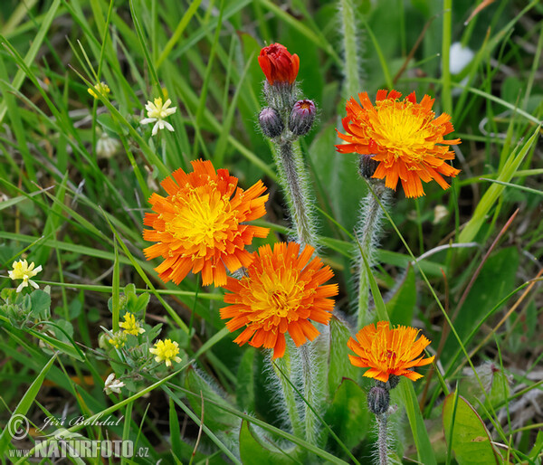 Orangerotes Habichtskraut (Piloesella aurantiaca)