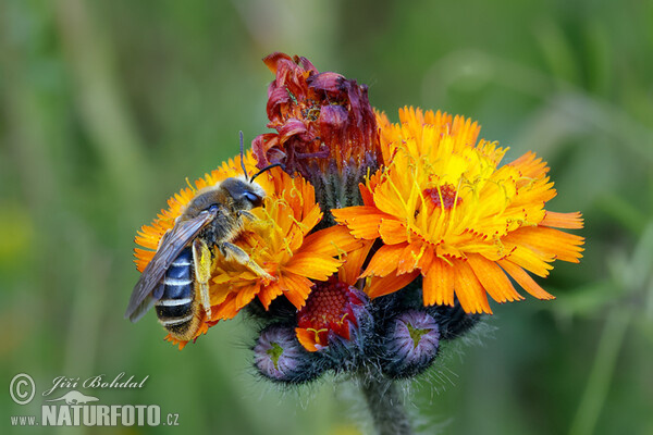 Orangerotes Habichtskraut (Piloesella aurantiaca)