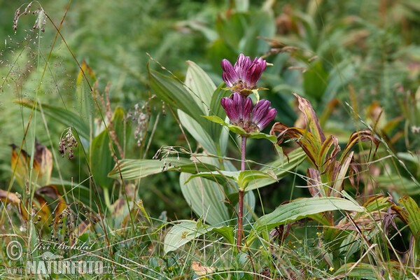 Ostalpen-Enzian (Gentiana pannonica)