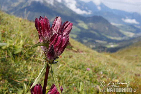 Ostalpen-Enzian (Gentiana pannonica)