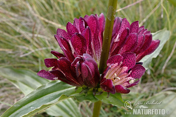 Ostalpen-Enzian (Gentiana pannonica)