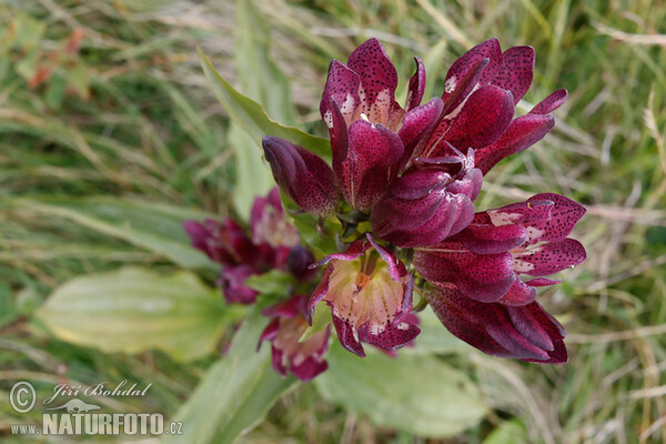 Ostalpen-Enzian (Gentiana pannonica)