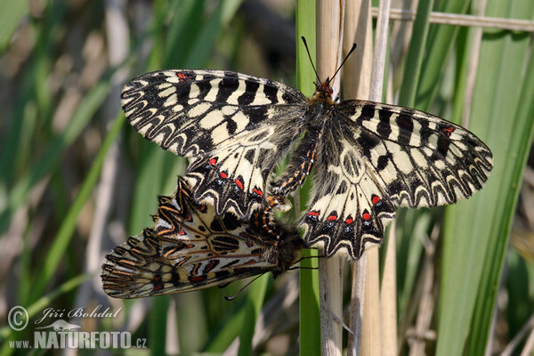 Osterluzeifalter (Zerynthia polyxena)