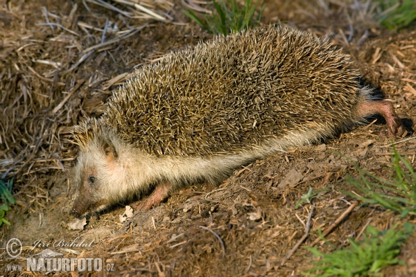 Ostigel (Erinaceus roumanicus)