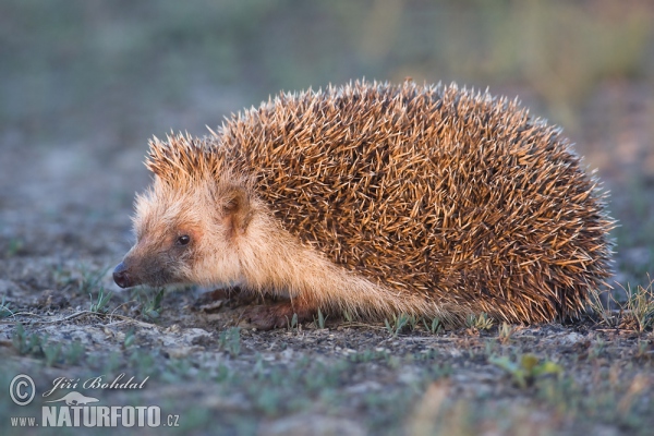 Ostigel (Erinaceus roumanicus)