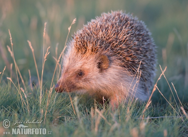 Ostigel (Erinaceus roumanicus)