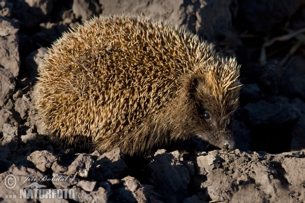 Ostigel (Erinaceus roumanicus)