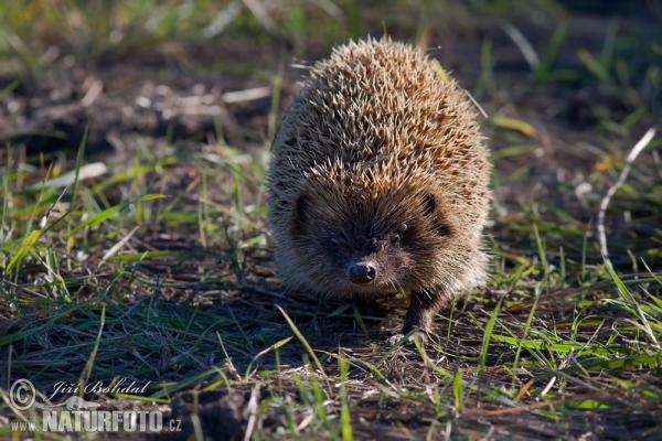 Ostigel (Erinaceus roumanicus)