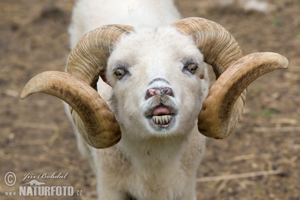 Ouessant Schaf (Ovis orientalis aries Ouessant)