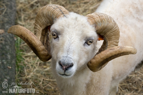 Ouessant Schaf (Ovis orientalis aries Ouessant)