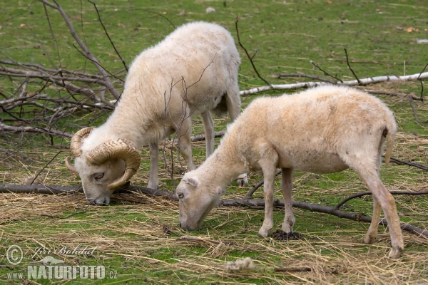 Ouessant Schaf (Ovis orientalis aries Ouessant)