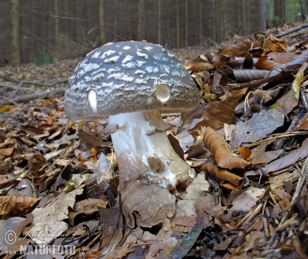 Pantherpilz (Amanita pantherina)