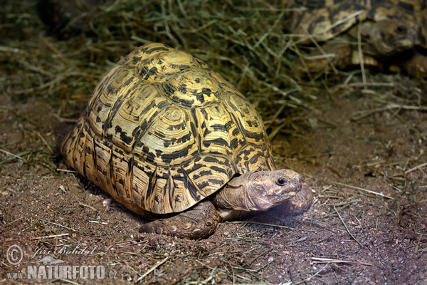 Pantherschildkröte (Geochelone pardalis)