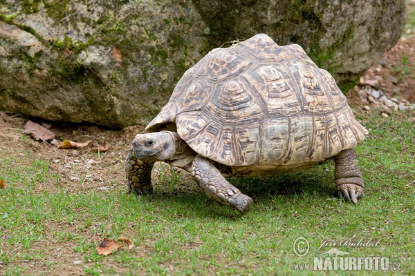 Pantherschildkröte (Geochelone pardalis)