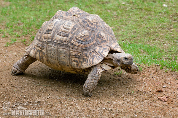 Pantherschildkröte (Geochelone pardalis)