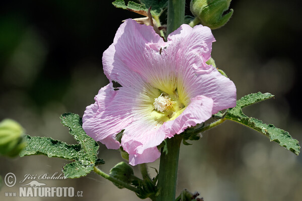 Pappelrose (Alcea rosea)