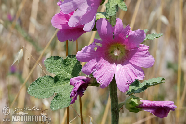 Pappelrose (Alcea rosea)