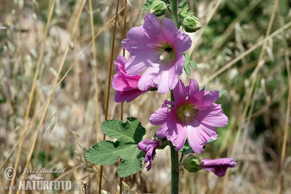 Pappelrose (Alcea rosea)