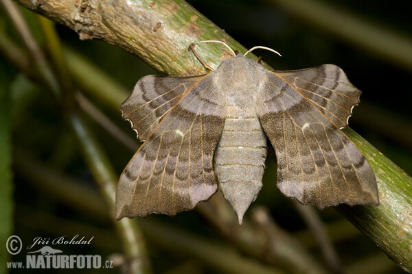 Pappelschwärmer (Laothoe populi)