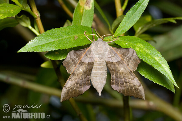 Pappelschwärmer (Laothoe populi)