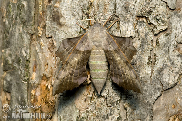 Pappelschwärmer (Laothoe populi)