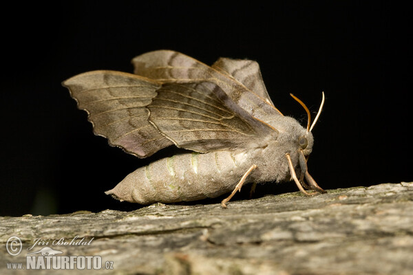 Pappelschwärmer (Laothoe populi)