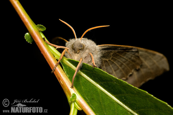 Pappelschwärmer (Laothoe populi)