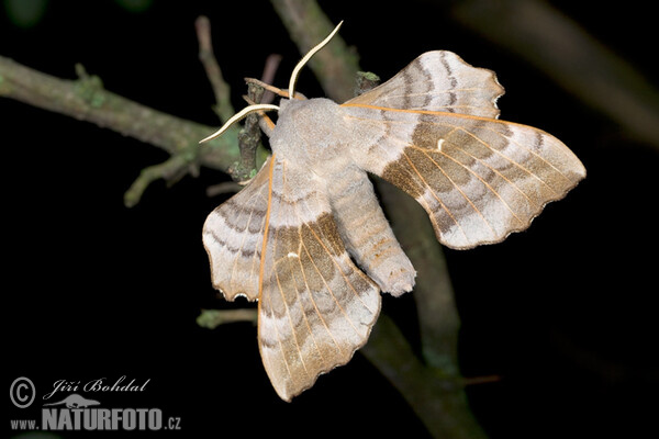 Pappelschwärmer (Laothoe populi)