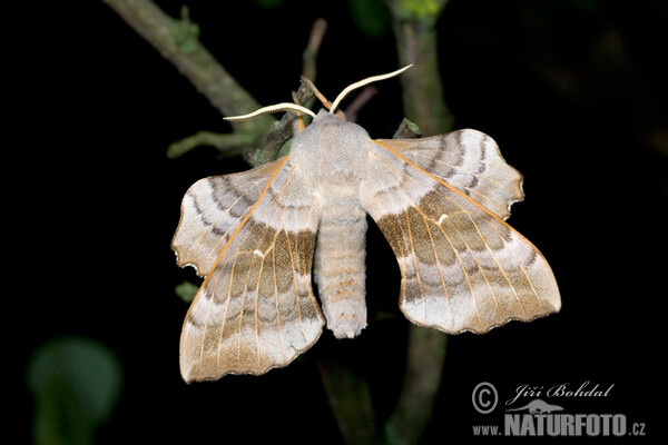 Pappelschwärmer (Laothoe populi)