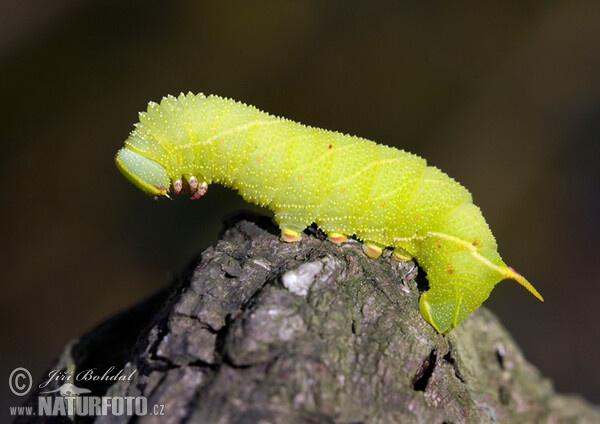 Pappelschwärmer (Laothoe populi)