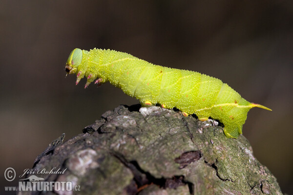 Pappelschwärmer (Laothoe populi)